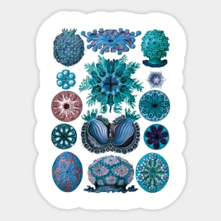 Ernst Haeckel Ascidiae Sea Squirts Blue Sticker